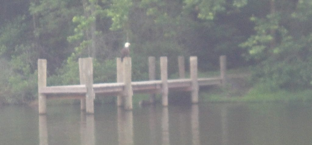 Bald Eagle sighting during guided tour