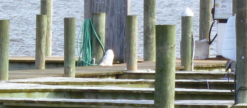 Snowy Owl in Charles County